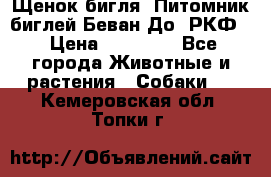 Щенок бигля. Питомник биглей Беван-До (РКФ) › Цена ­ 20 000 - Все города Животные и растения » Собаки   . Кемеровская обл.,Топки г.